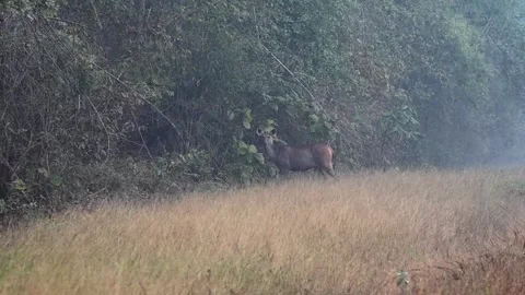 A sambar deer looking before he continues his walk into Tadoba national park Stock Footage 259385183