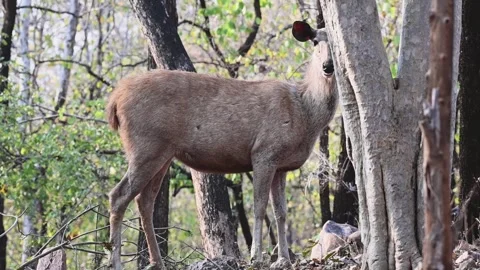 Sambar deer looking straight into the camera in Pench national park Stock Footage 272926213