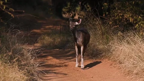 Sambar deer looking at us and twitching its ears in Ranthambore national park Stock Footage 256641844