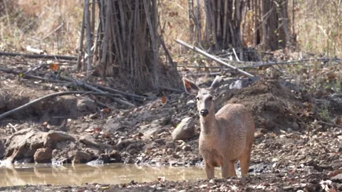 Sambar deer looks up at its observers in Tadoba national park Stock Footage 340515186