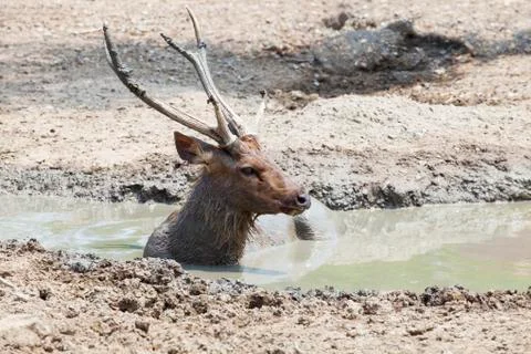 Sambar deer lying in mud pool use for wildlife in nature and zoo animals them Stock-Fotos