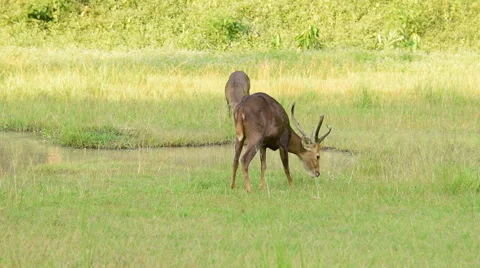 Sambar deer in the maedow. Stock Footage 56580192