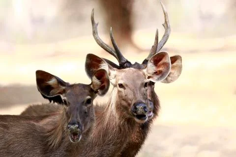 Sambar deer Fotos de archivo