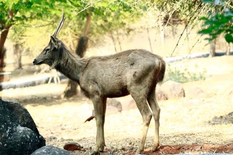 Sambar deer Fotos de archivo