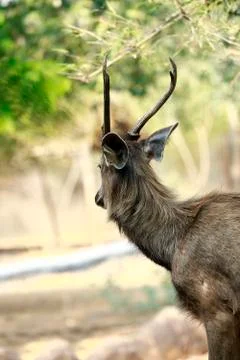 Sambar deer Fotos de archivo