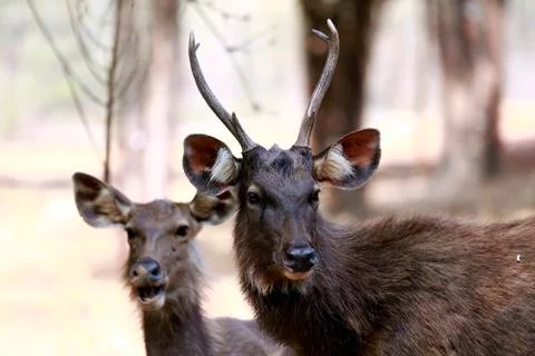 Sambar deer Fotos de archivo