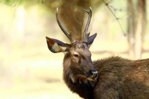 Sambar deer Fotos de archivo