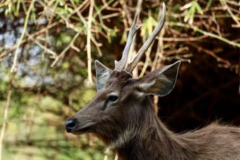 Sambar deer Foto stock
