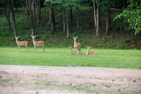Sambar deer Stock Photos