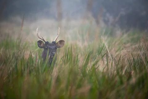 Sambar deer Stock Photos