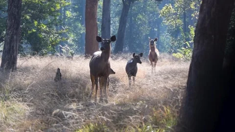 Sambar deer playfully and looking at us Stock Footage 253402734