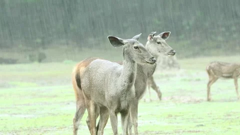 Sambar Deer in a rainy day Stock Footage 249255378