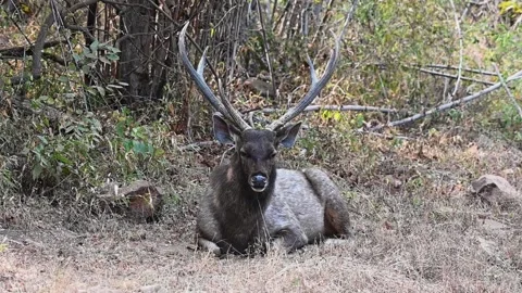 Sambar deer relaxing under a tree in Tadoba national park Stock Footage 330399090