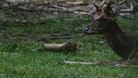 Sambar deer resting in the grass Stock Footage 329510197