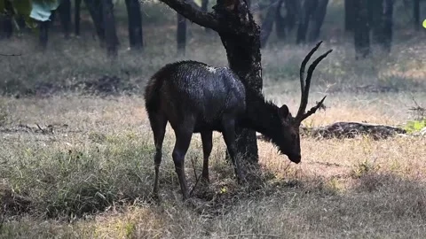 Sambar deer scratching the ground with its antlers in Ranthambore national park Stock Footage 256889534
