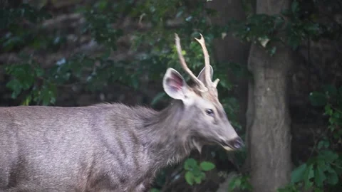 Sambar deer stag traversing the jungle of Pench national park Stock Footage 337941699