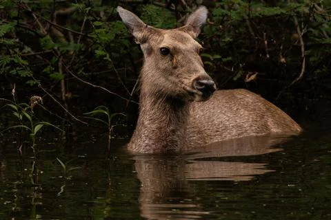 A Sambar Deer standing in a pool of water Stock Photos