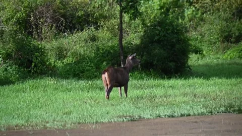 Sambar deer standing still while the wind blows in Bandipur national park Stock Footage 283896007