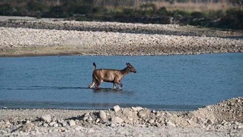Sambar deer walking doubtfully on the waters of Jim Corbett national park Stock Footage 303274594