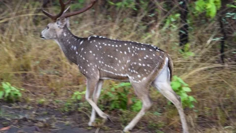 Sambar deer walking elegantly in the jungle of Tadoba national park Stock Footage 339665368