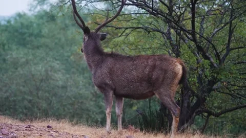 Sambar deer walking elegantly in Ranthambore national park Stock Footage 321132079