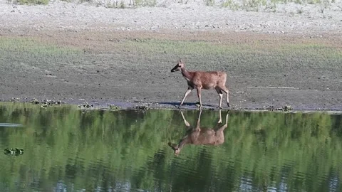 Sambar deer walking with its reflection in the water in Kaziranga national park Stock Footage 265142997