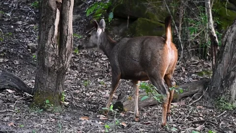 Sambar deer walking with light steps in Bandhavgarh national park Stock Footage 322011989