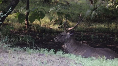 Sambar in the puddle of water 库存影片 311732521