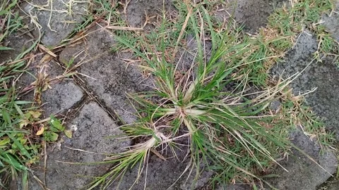 Sambau grass or bone grass growing on paving blocks. 스톡 동영상 296865678