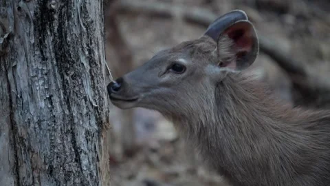 Sambhar deer having tree bark in Pench national park Stock Footage 331936915