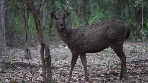 A Sambhar deer looking around at its observers in Pench national park Stock Footage 331936692