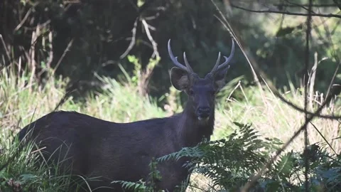 Sambhar deer looking blankly into the camera in Kaziranga national park Stock Footage 265143152