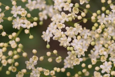 Sambuco flowers close up Stock Photos