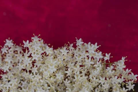 Sambuco flowers close up Stock Photos