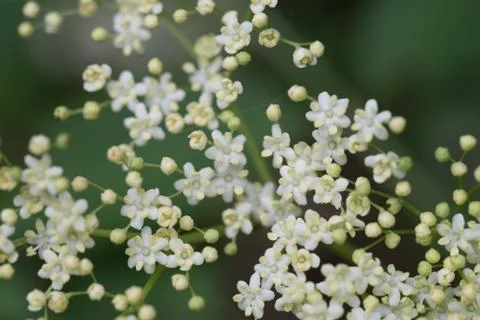 Sambuco flowers close up Stock Photos