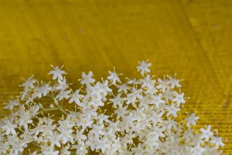 Sambuco flowers close up Stock Photos