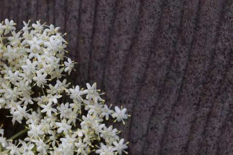 Sambuco flowers close up Stock Photos