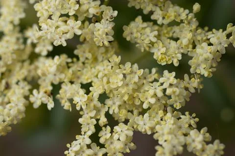 SAMBUCUS CAERULEA BLOOM Stock Photos