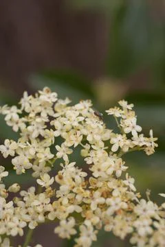 SAMBUCUS CAERULEA BLOOM Stock Photos