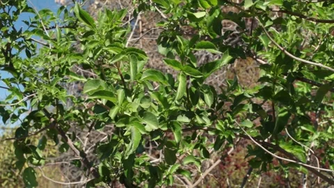 SAMBUCUS CAERULEA LEAF Stock Footage 151733054
