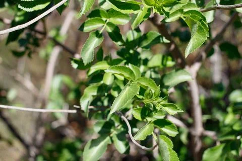 SAMBUCUS CAERULEA LEAF Stock Photos