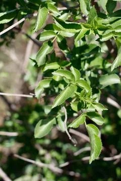SAMBUCUS CAERULEA LEAF Stock Photos