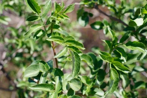SAMBUCUS CAERULEA LEAF Stock Photos