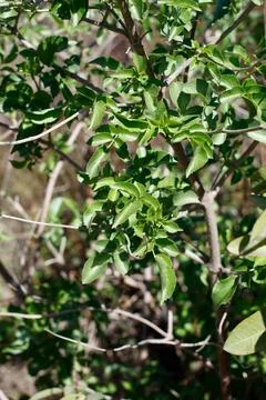 SAMBUCUS CAERULEA LEAF Stock Photos