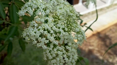 Sambucus canadensis Stock Footage 309872233