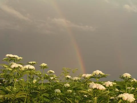Sambucus ebulus Stock Photos