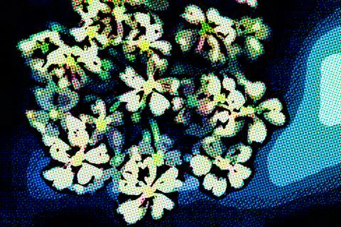 Sambucus (elder or elderberry) in Springtime Stock Illustration