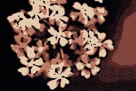 Sambucus (elder or elderberry) in Springtime Stock Illustration