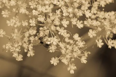 Sambucus (elder or elderberry) in Springtime Stock Photos