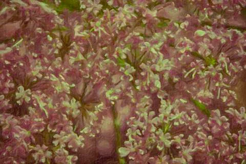 Sambucus (elder or elderberry) in Springtime Stock Photos